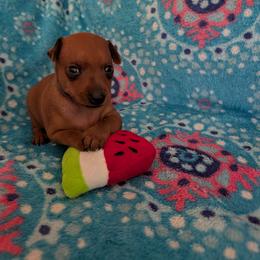 Bryce - Stag red male Miniature Pinscher puppy in Little River, South Carolina from Cheristar