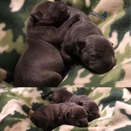 American Bully Puppies from 49th State Kennels