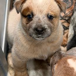 Capy - Red speckled male Australian Cattle Dog puppy in Billings, Montana from Sugarloaf French bulldogs and Australian cattle dogs