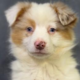 Ronnie - Red merle male Miniature American Shepherd puppy in Clinton, Missouri from Mockingbirds American Minis