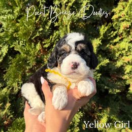 Yellow Girl - Tri-color female Bernedoodle puppy in Rochester, New York from Point Breeze Doodles, LLC