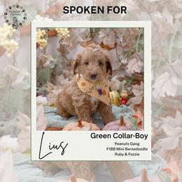 Green collar - Linus - Yellow and white male Bernedoodle puppy in Lexington, North Carolina from Deborah’s Doodles