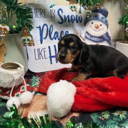 Chevy - Black and tan male Dachshund puppy in San Rafael, California from Alexandra's Mini Doxies