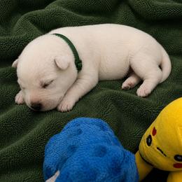 Tig - White male German Shepherd puppy in Yuba City, California from Barton’s German Shepherds
