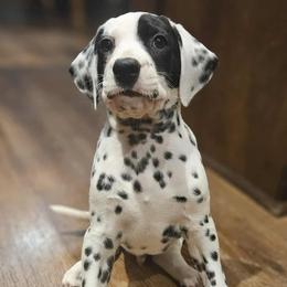 Boy 3 - male Dalmatian puppy in Livonia, Missouri from Buttonridge Dalmatians