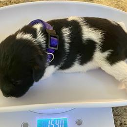 Girl 2 - female Miniature Schnauzer puppy in Flintstone, Georgia from Lovey Mini Schnauzers