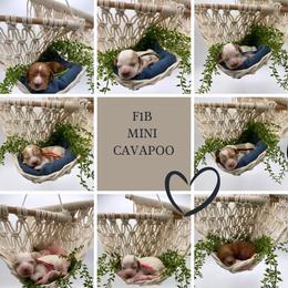 Bernedoodle, Cavapoo, Goldendoodle, and Poodle Puppies from Gypsi Doodles & Poodles