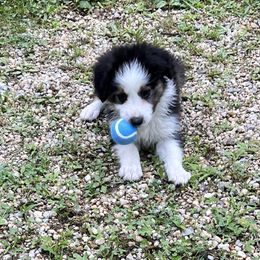 Aussiedoodle Puppies from Hearth&Hound Doodles