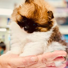 Pomeranian Puppies from DEVINEpoms