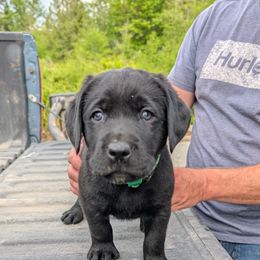 Labrador Retriever Puppies from Linderman Labs
