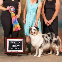 Australian Shepherds from Lil Pines Aussies