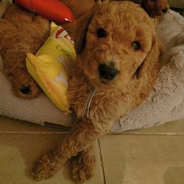 Blue - Cream male Goldendoodle puppy in Knoxville, Tennessee from Kokoh Doodles