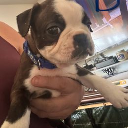 Boy 2 - Brindle and white male Boston Terrier puppy in Charleroi, Pennsylvania from KC’s Boxers