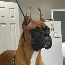 Abe - Boxer