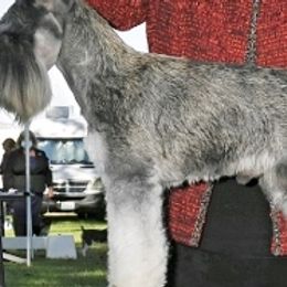 Havanese and Miniature Schnauzers from Maplecreek