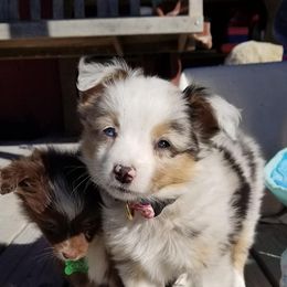 Miniature Australian Shepherd Puppies from Tin Roof Aussies