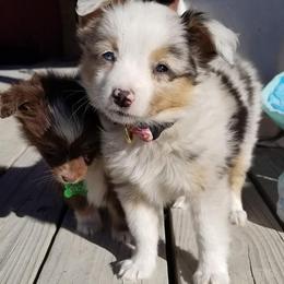 Miniature Australian Shepherd Puppies from Tin Roof Aussies