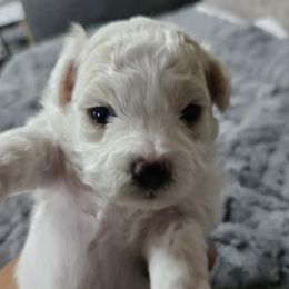 Girl 1 - White Bichon Frise puppy in Freehold, New Jersey from Michael & Nataliya's Pups