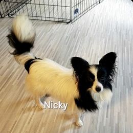 Nicky - Papillon