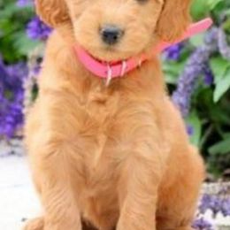 Goldendoodles from Ginger Rose Doodles Pups