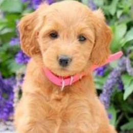 Goldendoodles from Ginger Rose Doodles Pups