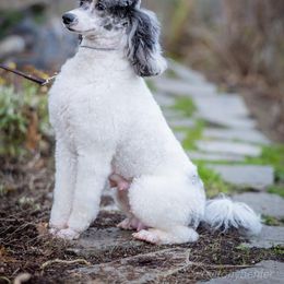 Paris - Poodle
