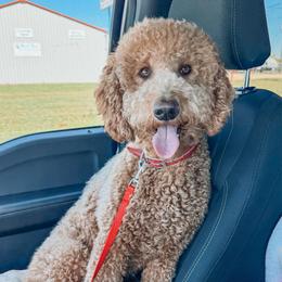 Phoenix - Goldendoodle