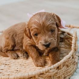 Miranda Lambert - Red  female Goldendoodle puppy in Lumberton, Mississippi from SouthernDoodlebug/ Utah Doodlebug