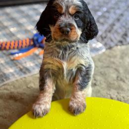 English Springer Spaniel Puppies from Butterfield Trail Farm