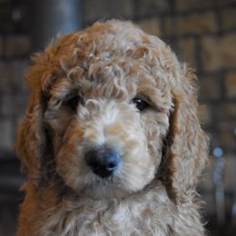 Goldendoodle, Poodle, Aussiedoodle, and Saint Berdoodle Puppies from Rocky Ridge Ranch