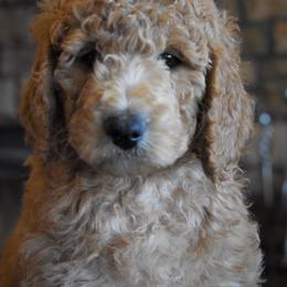 Goldendoodle, Poodle, Aussiedoodle, and Saint Berdoodle Puppies from Rocky Ridge Ranch