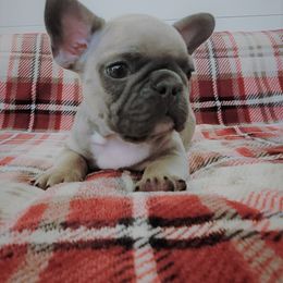 French Bulldog Puppies from Haas Frenchies LLC