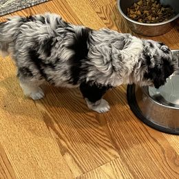 Aussiedoodle and Miniature Australian Shepherd Puppies from Sugar Creek Oodles and Aussies