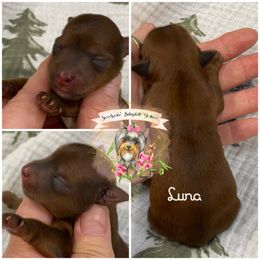 Luna - Gold female Yorkshire Terrier puppy in Erin, Tennessee from Sweetpeas Babydoll Yorkies