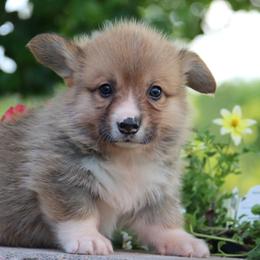 Otto - Red male Pembroke Welsh Corgi puppy in Pollock, Missouri from Northstar