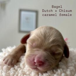 Bagel - Caramel female Australian Labradoodle puppy in Chuluota, Florida from Delano Australian Labradoodles
