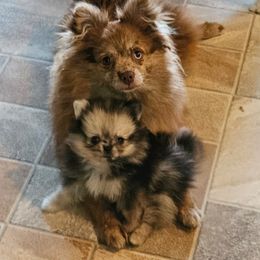 Pomeranian Puppies from Bear Valley Pomeranians