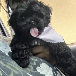 Shihpoo Puppies from Dws_kennelservices