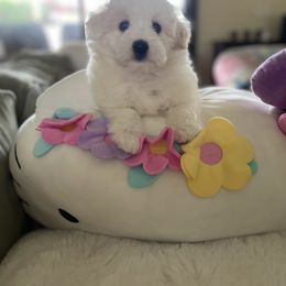 Coton de Tulear Puppies from Cotoncutie