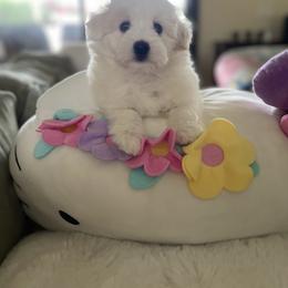 Coton de Tulear Puppies from Cotoncutie