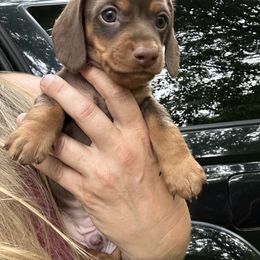 Little Buddy - Chocolate and tan male Dachshund puppy in Newark, Ohio from Freyja’s Legacy Dachshunds