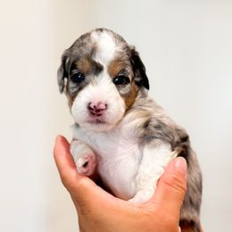 Sweetpea - Blue merle female Bernedoodle puppy in Ontario, California from Teddy Doodles & Standard Poodles