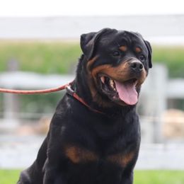 Rottweiler and Shih Tzu Puppies from Vom Hause Noble Rottweilers and Shih Tzu