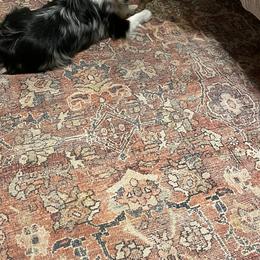 Miniature American Shepherd and Miniature Australian Shepherd All Grown Up from Sweetbay Aussies/ Miniature American Shepherds