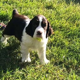 English Springer Spaniel and Labrador Retriever Puppies from Buffie Gonzales