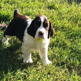 English Springer Spaniel and Labrador Retriever Puppies from Buffie Gonzales