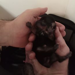 Yorkshire Terrier Puppies from Loving Laps (Yorkies raised right )