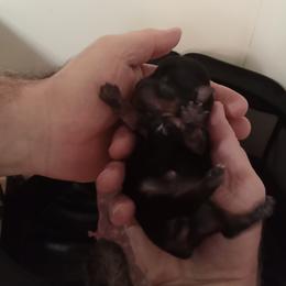 Yorkshire Terrier Puppies from Loving Laps (Yorkies raised right )