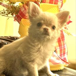 Creme Brulee-AKC - Cream and white female Chihuahua puppy in Summerfield, Florida from Impeccable's Boutique & Ethical Breeder for the educated & discriminating ONLY