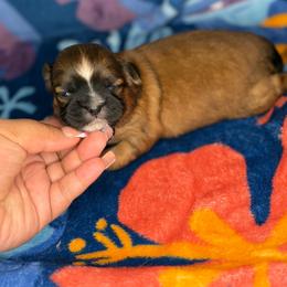 Colin - Red and white male Shih Tzu puppy in Roseville, Michigan from Diamond Paws LLC